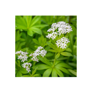 Waldmeister